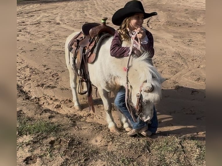 Inne kuce/małe konie Wałach 6 lat 97 cm Srokata in Weatherford