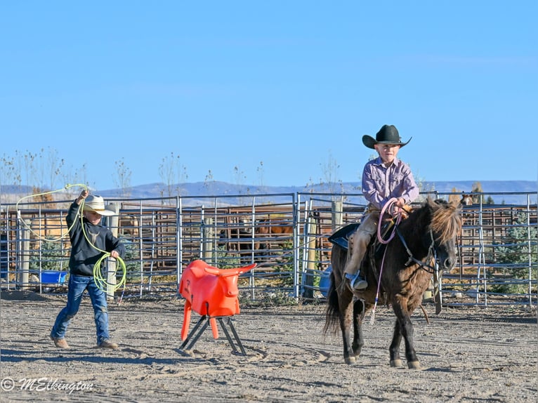 Inne kuce/małe konie Wałach 6 lat 99 cm Gniada in Rigby