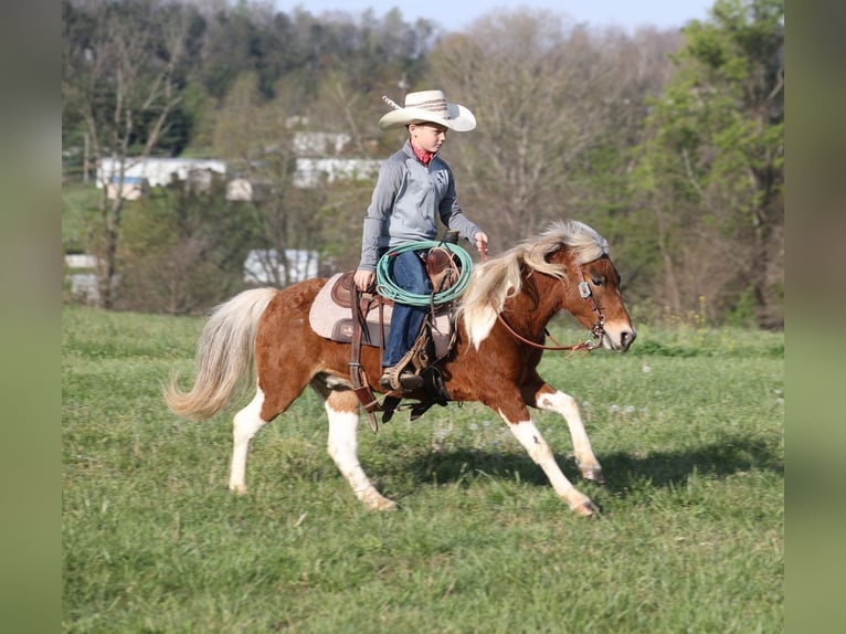 Inne kuce/małe konie Wałach 6 lat Srokata in Mount Vernon