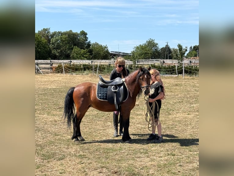 Inne kuce/małe konie Wałach 7 lat 116 cm Gniada in Rechnitz