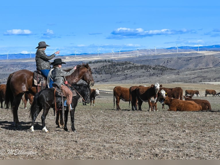 Inne kuce/małe konie Wałach 7 lat 117 cm Kara in Rigby