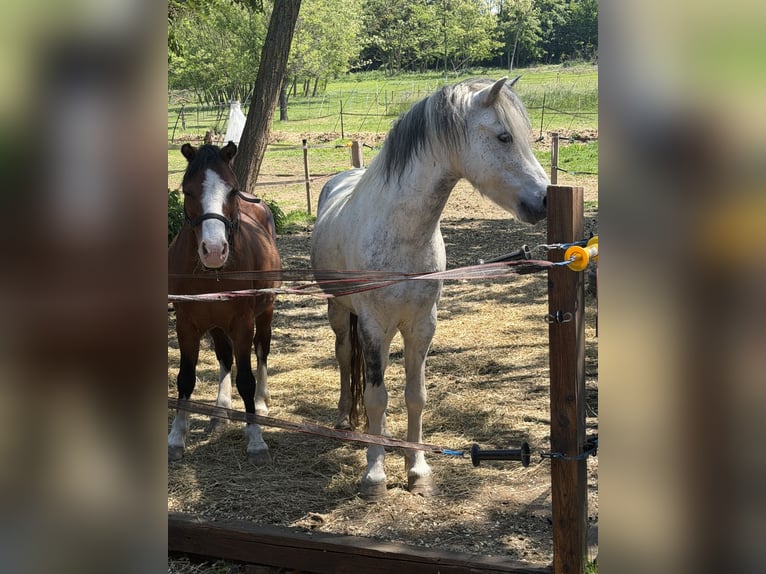Inne kuce/małe konie Wałach 7 lat 120 cm Siwa jabłkowita in Zalascany