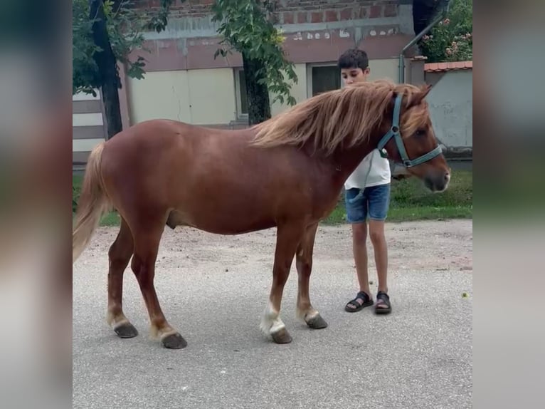 Inne kuce/małe konie Wałach 7 lat 125 cm Kasztanowata in Rechnitz