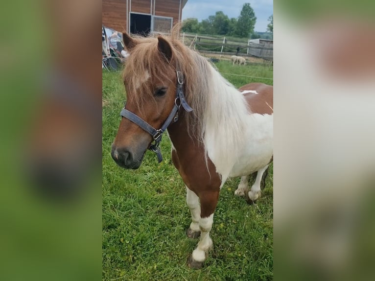 Inne kuce/małe konie Wałach 7 lat 125 cm Srokata in Rechnitz