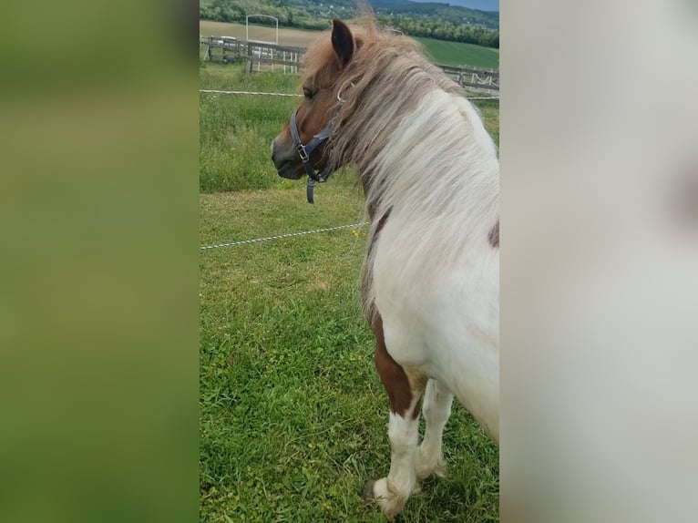 Inne kuce/małe konie Wałach 7 lat 125 cm Srokata in Rechnitz
