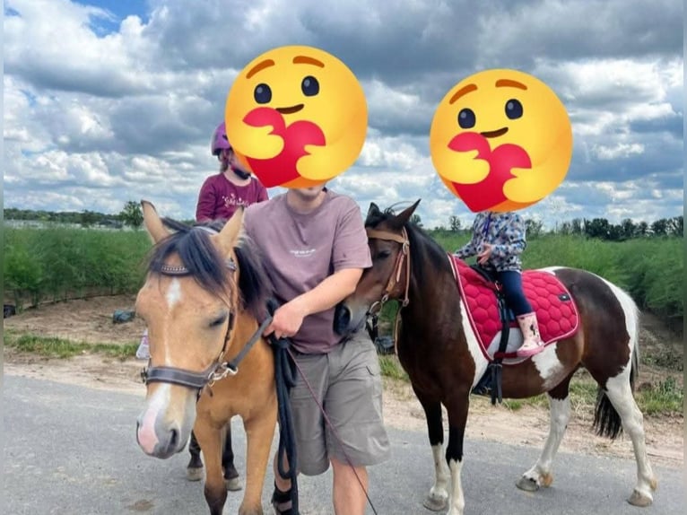 Inne kuce/małe konie Wałach 7 lat 130 cm Bułana in Rechnitz