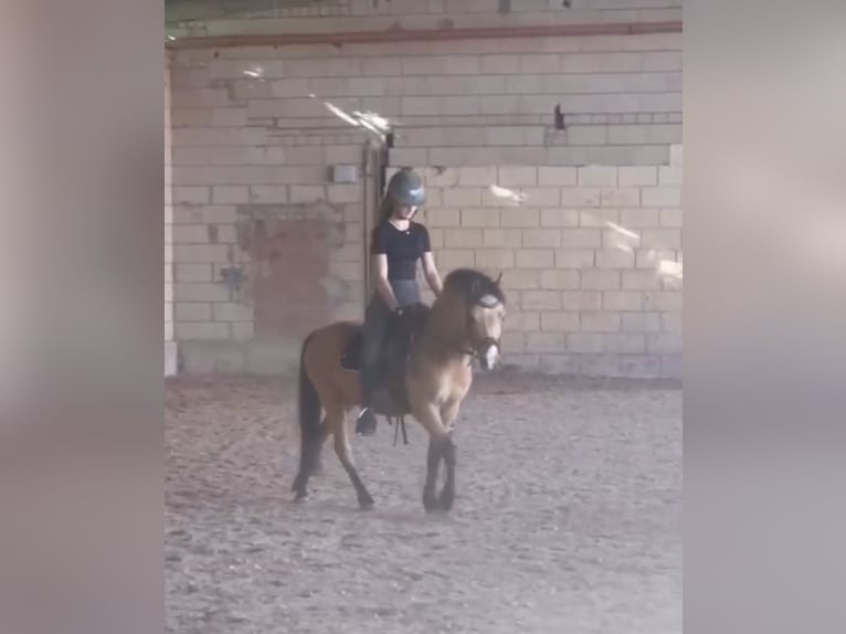 Inne kuce/małe konie Wałach 7 lat 130 cm Bułana in Rechnitz