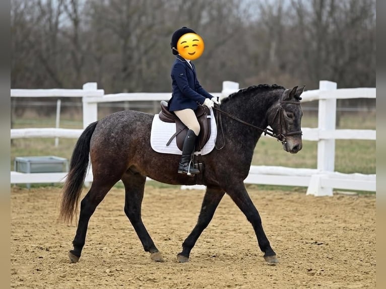 Inne kuce/małe konie Wałach 7 lat 130 cm Siwa in Kecskemét