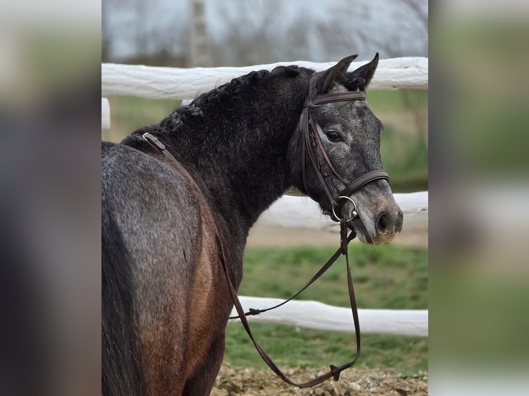 Inne kuce/małe konie Wałach 7 lat 130 cm Siwa in Kecskemét