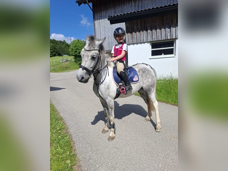 Inne kuce/małe konie Wałach 7 lat 130 cm Siwa in Pelmberg