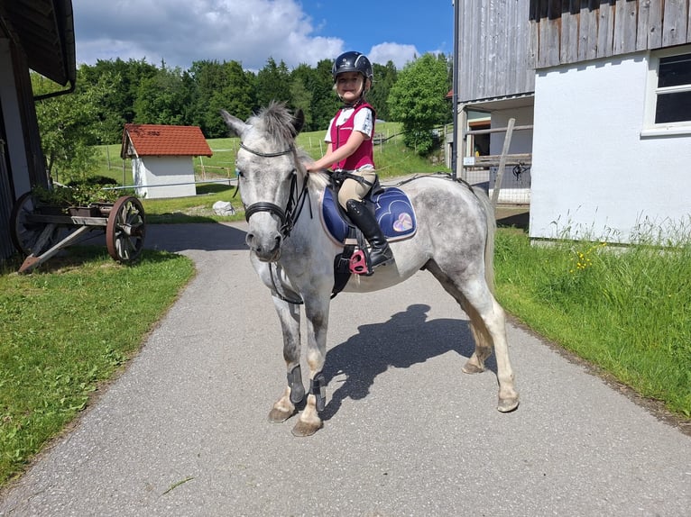 Inne kuce/małe konie Wałach 7 lat 130 cm Siwa in Pelmberg