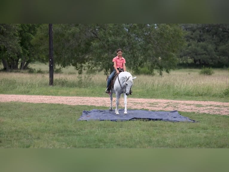 Inne kuce/małe konie Wałach 7 lat 130 cm Siwa in Victoria