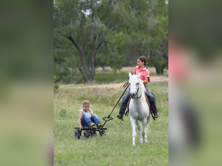 Inne kuce/małe konie Wałach 7 lat 130 cm Siwa in Victoria