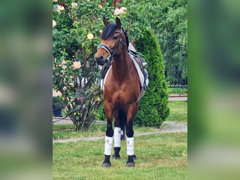 Inne kuce/małe konie Wałach 7 lat 135 cm Gniada in Békésszentandrás