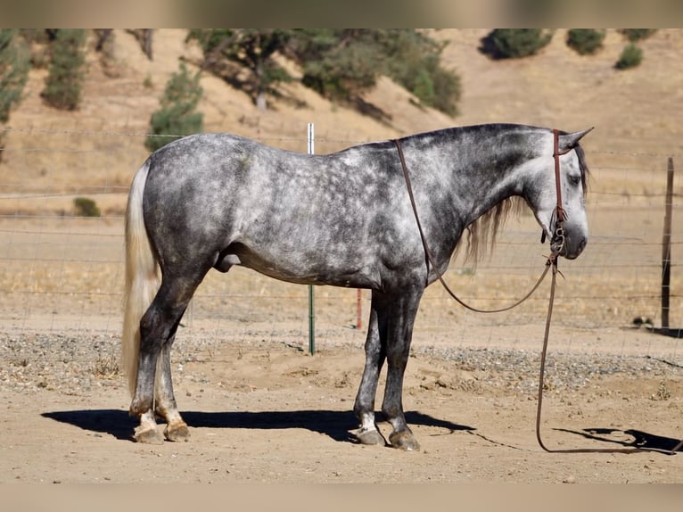 Inne kuce/małe konie Wałach 7 lat 137 cm Siwa in Paicines