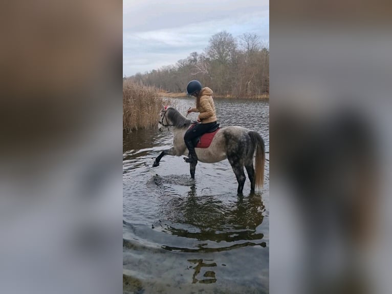 Inne kuce/małe konie Mix Wałach 7 lat 142 cm Siwa jabłkowita in Alt Ruppin