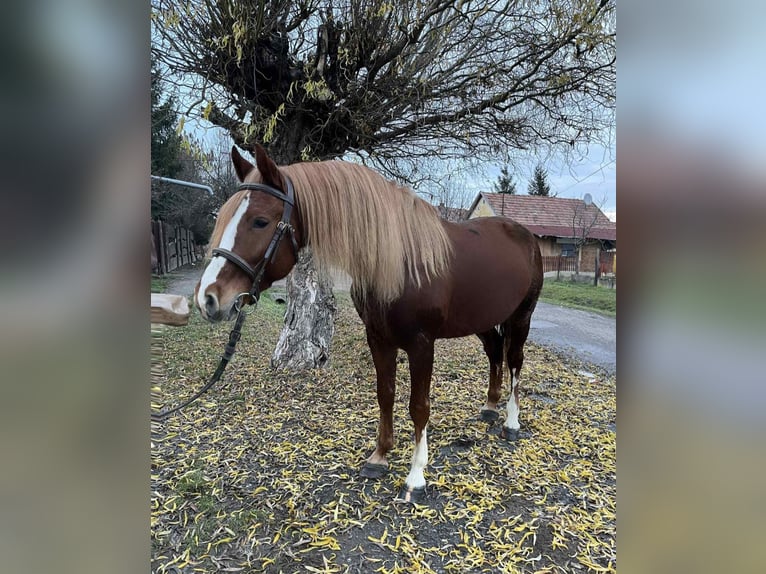 Inne kuce/małe konie Wałach 7 lat 145 cm Kasztanowata in Rechnitz