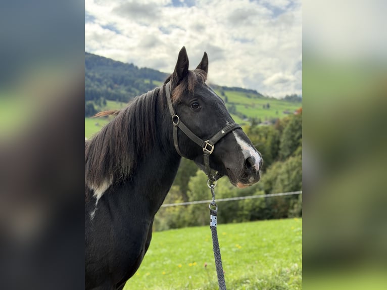 Inne kuce/małe konie Mix Wałach 7 lat 145 cm Srokata in Bad Hindelang