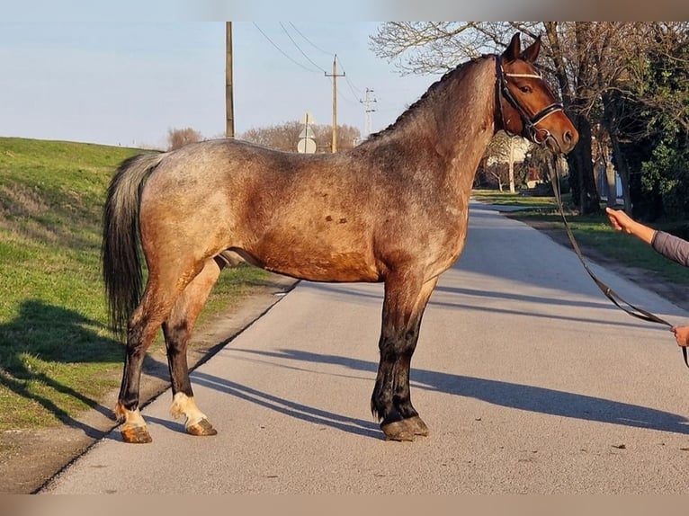 Inne kuce/małe konie Wałach 7 lat 149 cm Kasztanowatodereszowata in Békéscsaba