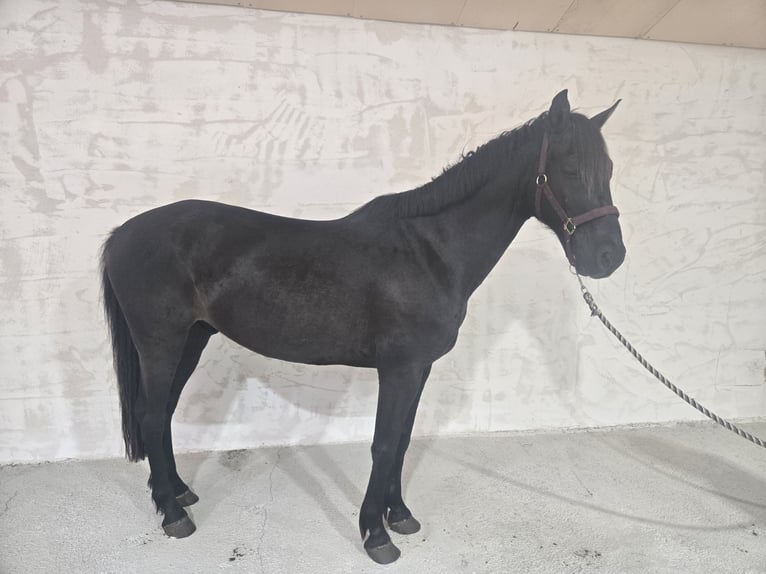 Inne kuce/małe konie Wałach 7 lat 150 cm Kara in Chavannes sur reyssouze