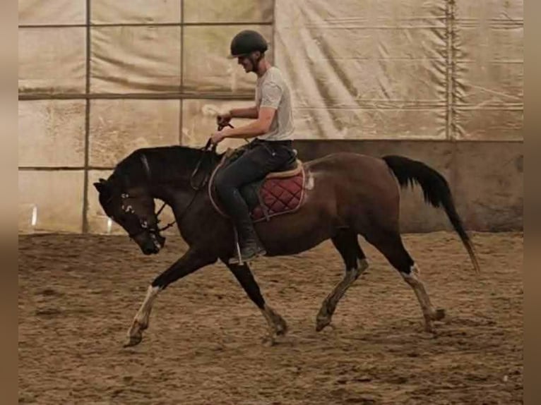 Inne kuce/małe konie Wałach 7 lat 150 cm Srokata in Mezőhegyes Inne kuce/małe konie Wałach 7 lat 150 cm Srokata in Mezőhegyes