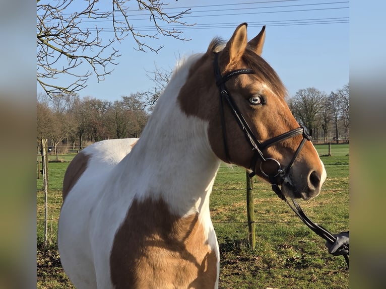 Inne kuce/małe konie Wałach 7 lat 152 cm Srokata in Wachtendonk