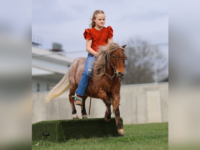 Inne kuce/małe konie Wałach 7 lat 91 cm Kasztanowatodereszowata in Sedalia