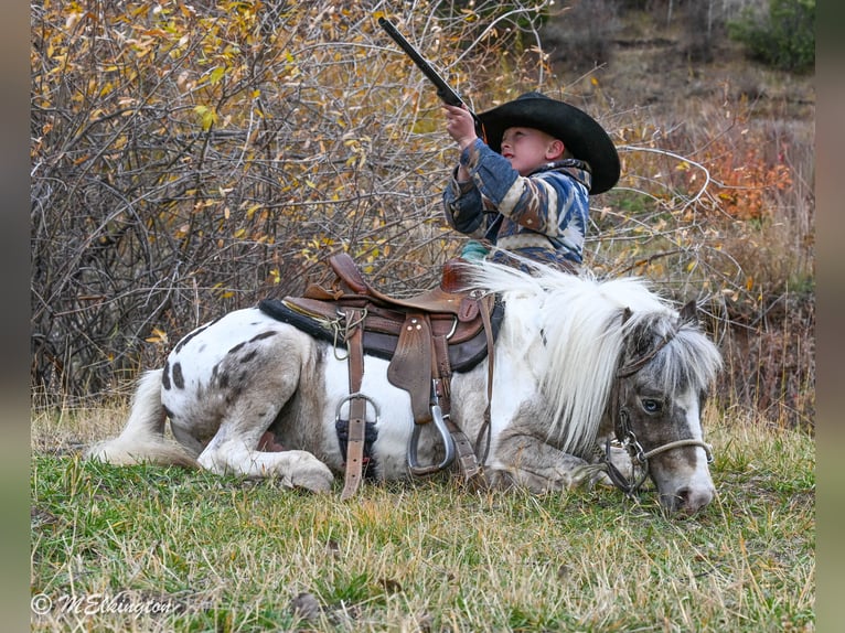 Inne kuce/małe konie Wałach 7 lat 91 cm in Rigby