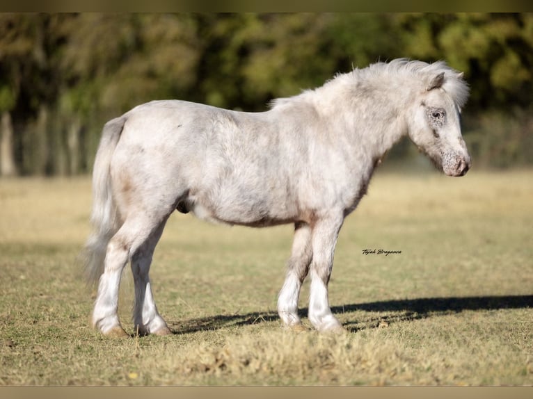Inne kuce/małe konie Wałach 7 lat 97 cm Srokata in Weatherford