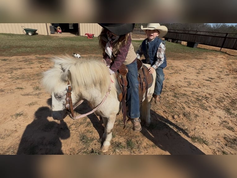 Inne kuce/małe konie Wałach 7 lat 97 cm Srokata in Weatherford