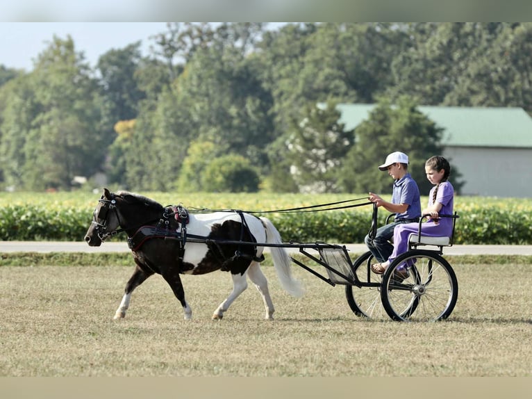 Inne kuce/małe konie Wałach 7 lat 99 cm Srokata in Mount Vernon
