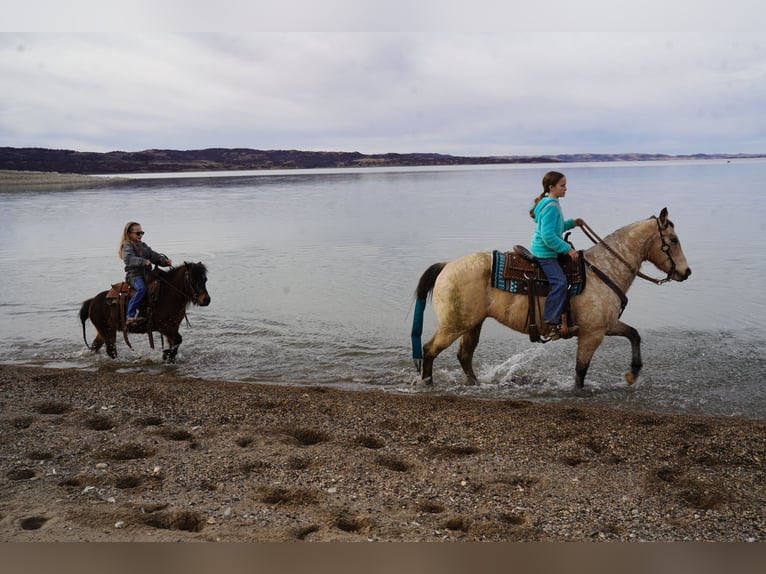 Inne kuce/małe konie Wałach 8 lat 102 cm Gniada in Brandon