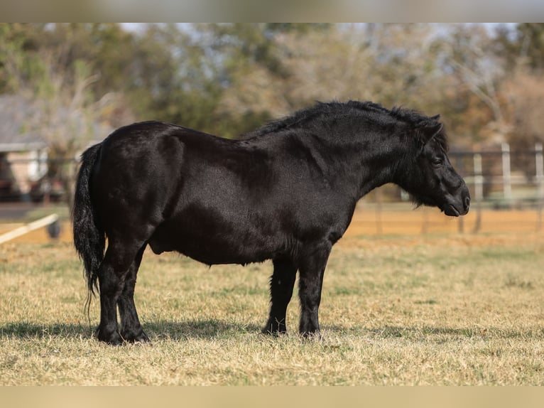 Inne kuce/małe konie Wałach 8 lat 109 cm Kara in Cleburne