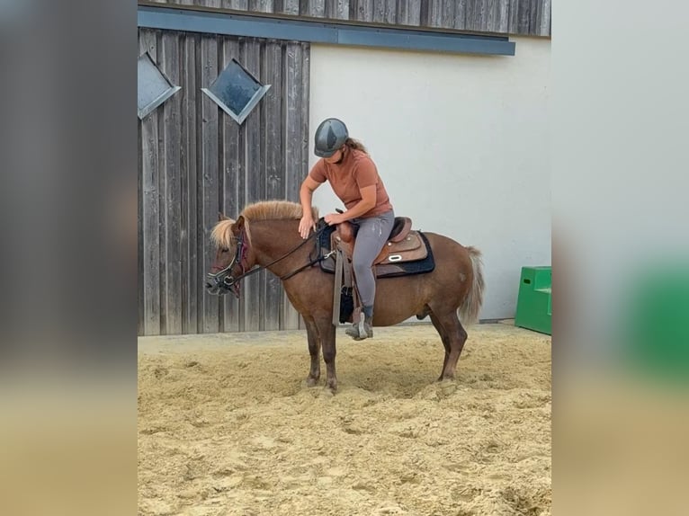 Inne kuce/małe konie Wałach 8 lat 120 cm Ciemnokasztanowata in Daleiden