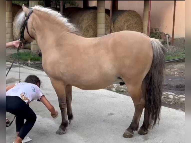 Inne kuce/małe konie Wałach 8 lat 125 cm Bułana in Rechnitz