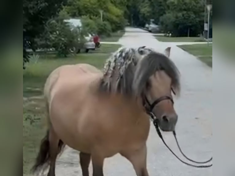 Inne kuce/małe konie Wałach 8 lat 125 cm Bułana in Rechnitz