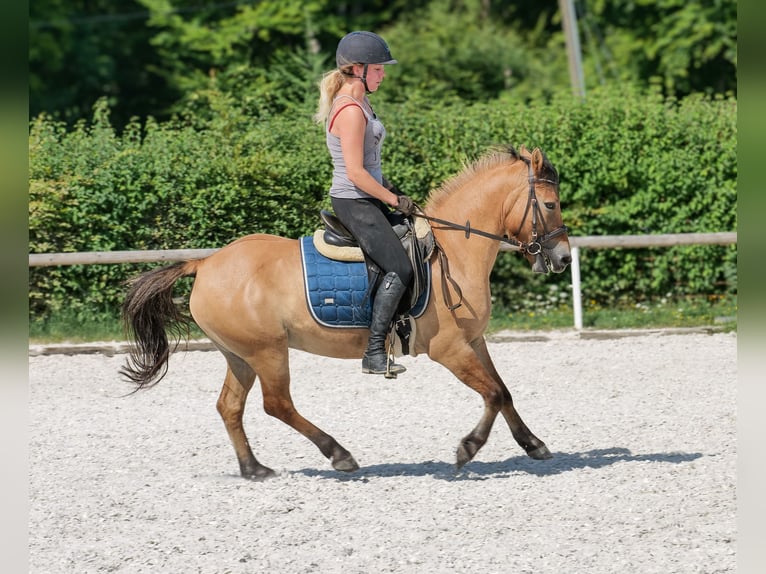 Inne kuce/małe konie Wałach 8 lat 133 cm Jelenia in Neustadt (Wied)