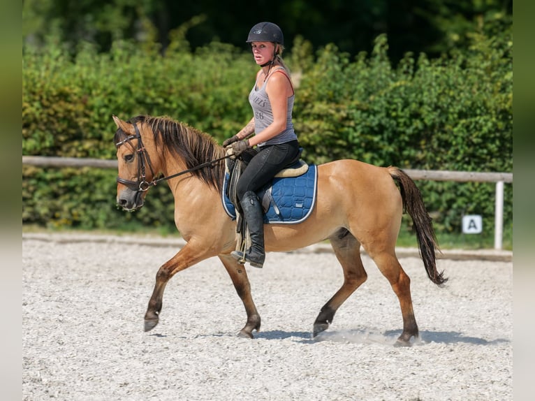 Inne kuce/małe konie Wałach 8 lat 133 cm Jelenia in Neustadt (Wied)
