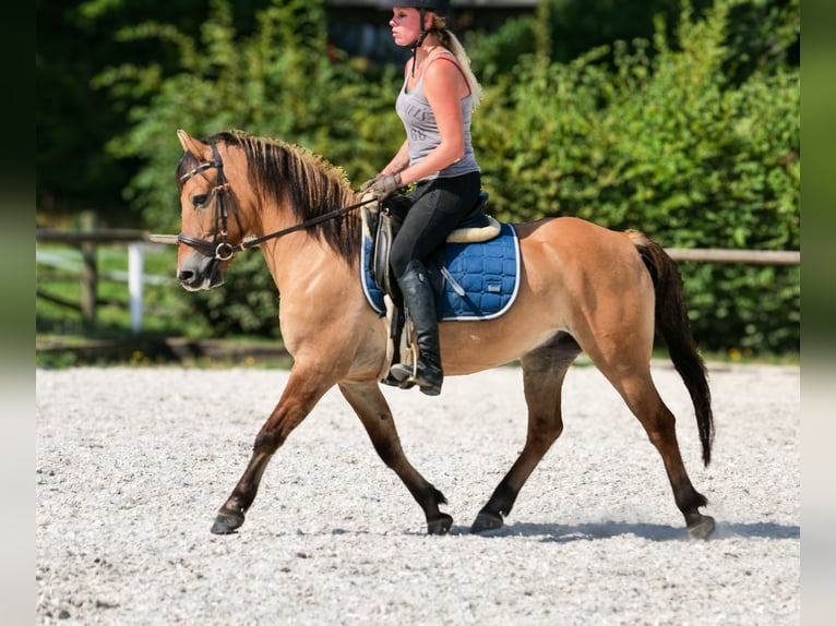 Inne kuce/małe konie Wałach 8 lat 133 cm Jelenia in Neustadt (Wied)