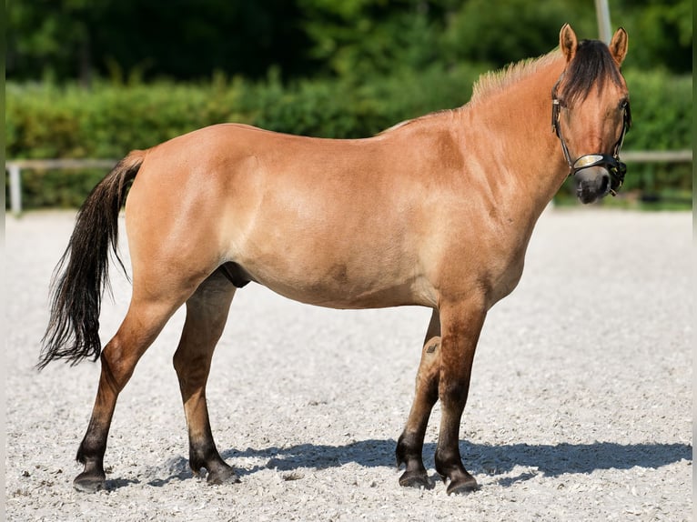 Inne kuce/małe konie Wałach 8 lat 133 cm Jelenia in Neustadt (Wied)