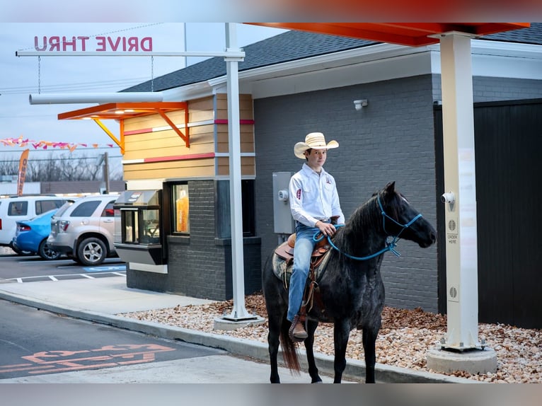 Inne kuce/małe konie Wałach 8 lat 135 cm Karodereszowata in Needmore