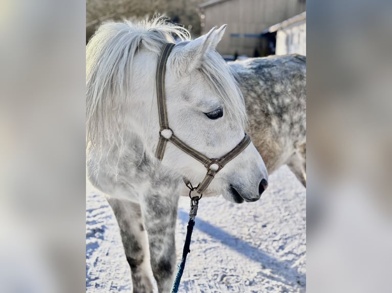 Inne kuce/małe konie Wałach 8 lat 142 cm Siwa in Ampflwang