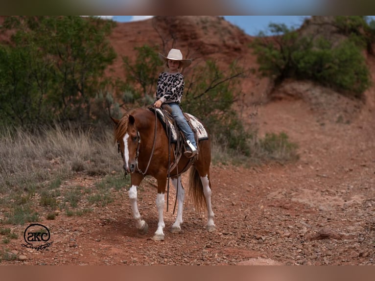 Inne kuce/małe konie Wałach 8 lat 142 cm Srokata in Canyon
