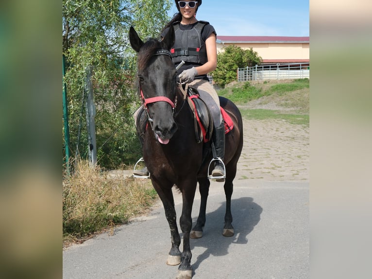 Inne kuce/małe konie Wałach 8 lat 144 cm Kara in Rudersdorf