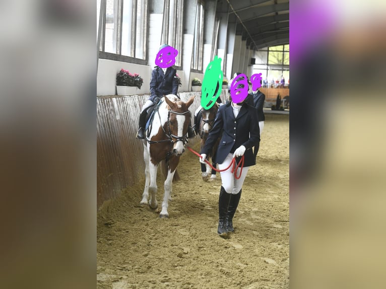 Inne kuce/małe konie Wałach 8 lat 145 cm Srokata in Werne