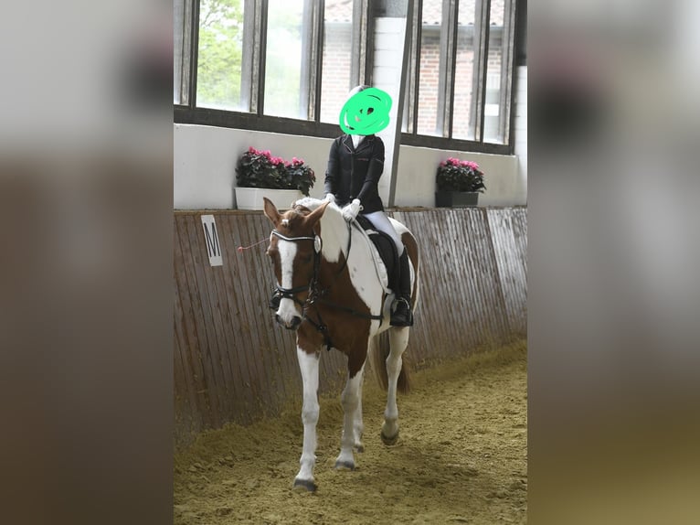 Inne kuce/małe konie Wałach 8 lat 145 cm Srokata in Werne