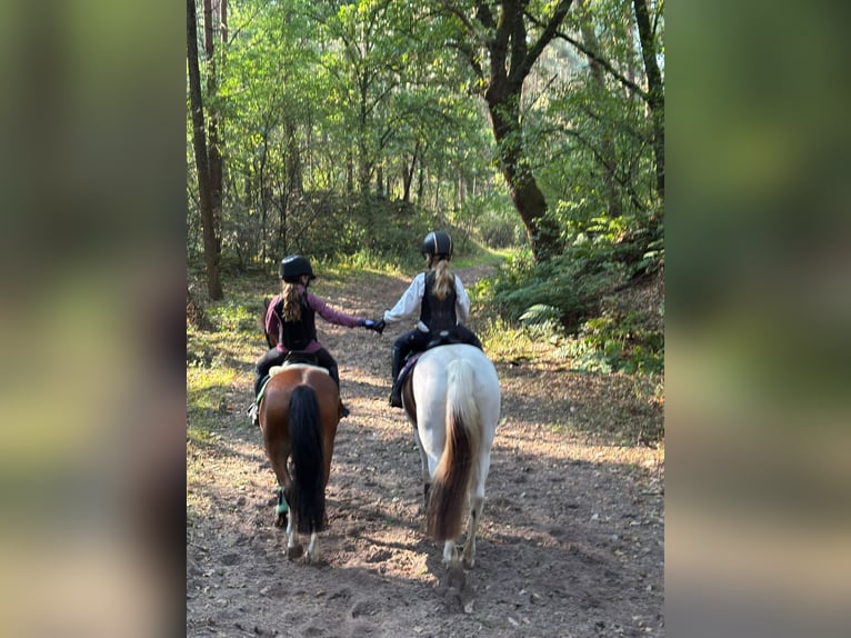 Inne kuce/małe konie Wałach 8 lat 145 cm Srokata in Werne