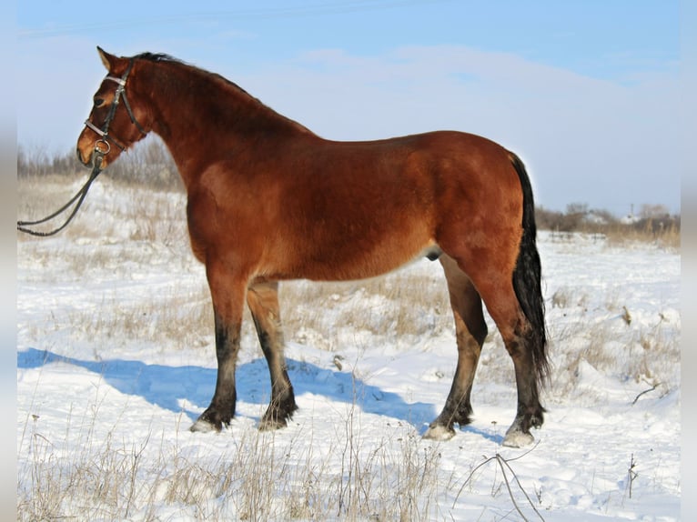 Inne kuce/małe konie Wałach 8 lat 151 cm Gniada in Békés