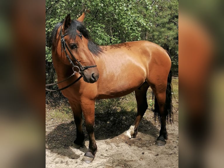 Inne kuce/małe konie Wałach 8 lat 153 cm Gniada in Ahrensfelde