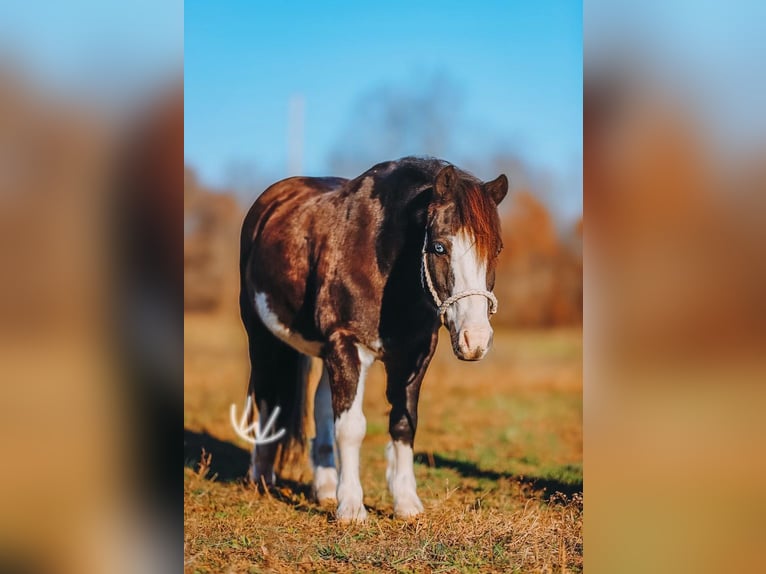 Inne kuce/małe konie Wałach 9 lat 107 cm Srokata in Lyles